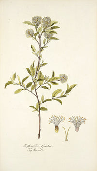 Fothergilla Gardeni botanical print by Nikolaus Joseph Freiherr von Jacquin
