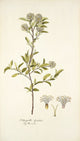 Fothergilla Gardeni botanical print by Nikolaus Joseph Freiherr von Jacquin