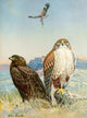 Ferruginous Rough-Legged Hawk art print by Allan Brooks