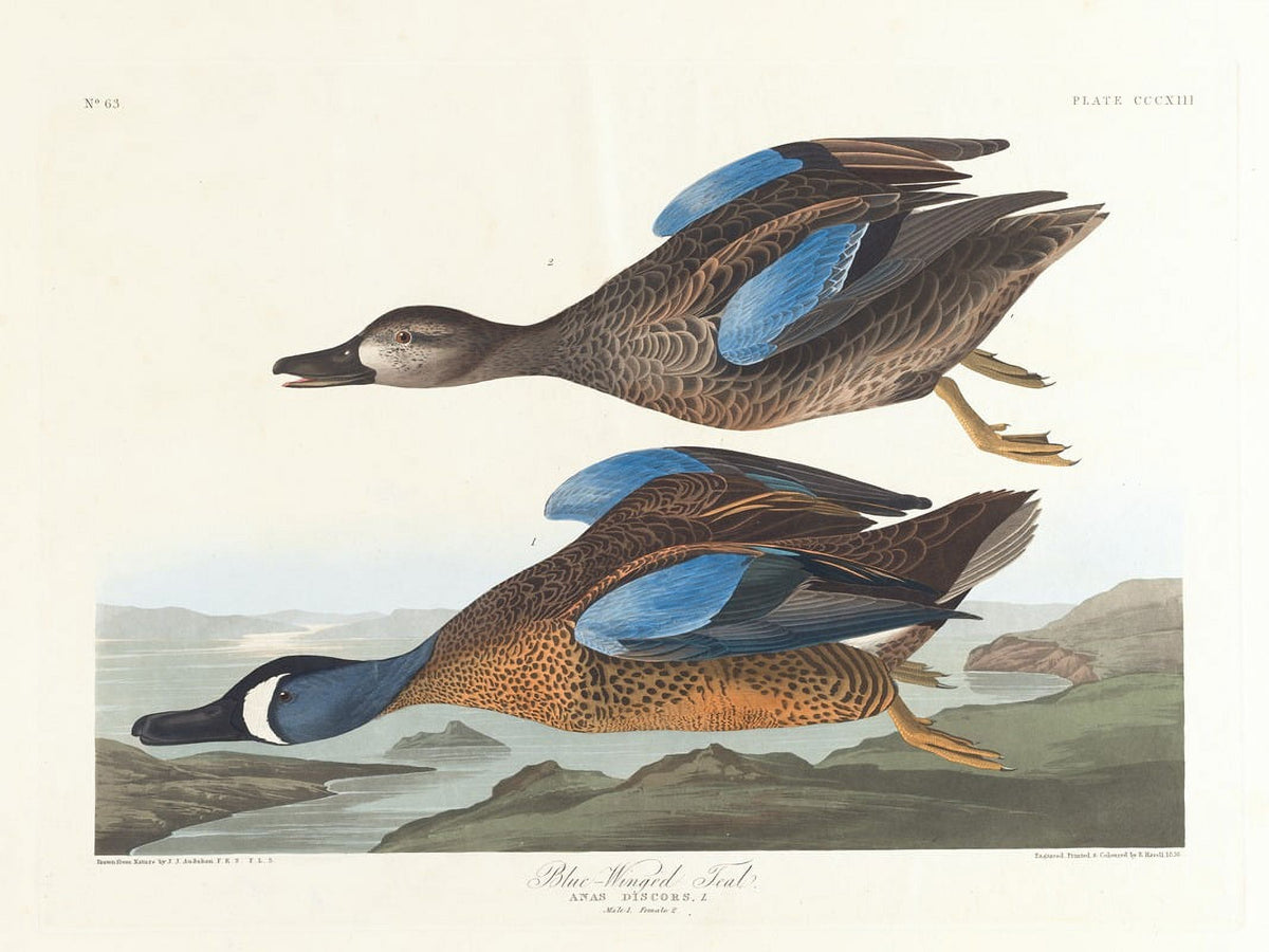 Blue-Winged Teal art print by John James Audubon showcasing vibrant colors and intricate details.