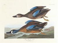 Blue-Winged Teal art print by John James Audubon showcasing vibrant colors and intricate details.