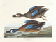 Blue-Winged Teal art print by John James Audubon showcasing vibrant colors and intricate details.