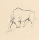 Young Bull poster print by Mikuláš Galanda - art print available in multiple sizes.