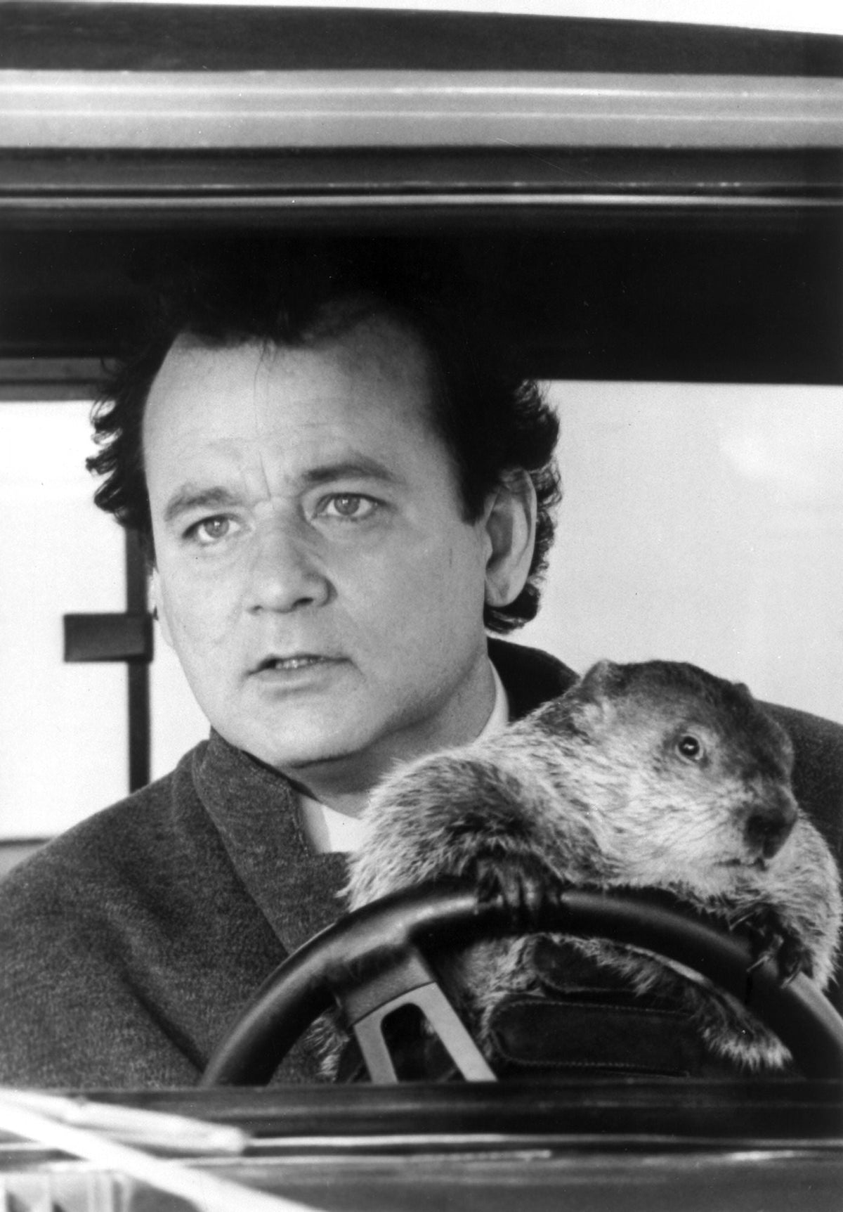 Bill Murray driving a car with a beaver photo print.