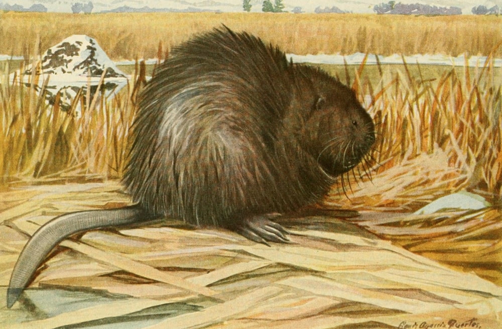 Wild Animals of North America 1918 Muskrat Poster Print by LA Fuertes, 8x10.