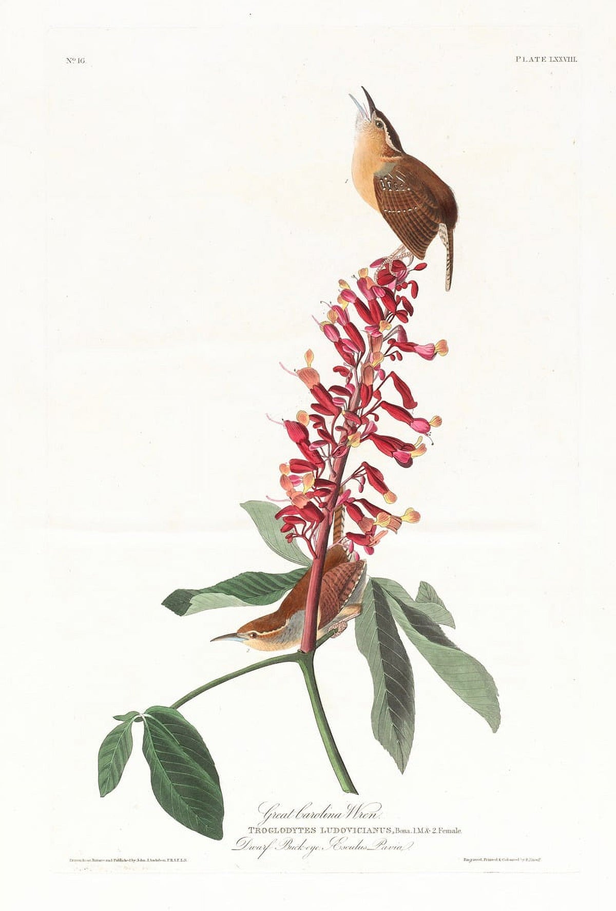 Great Carolina Wren art print by John James Audubon