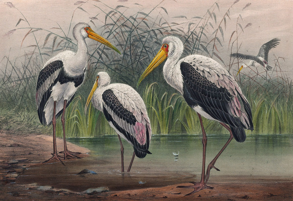The Indian Wood Ibis Art Print by Joseph Wolf showcasing intricate details of the bird.