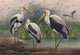 The Indian Wood Ibis Art Print by Joseph Wolf showcasing intricate details of the bird.