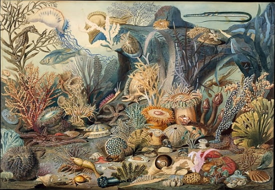 Ocean Life Poster Print by James M. Sommerville, 8x10
