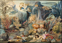 Ocean Life Poster Print by James M. Sommerville, 8x10