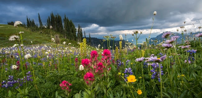 Wildflowers along the Edge of Paradise Hiking Trail in Mount Rainier National Park photo print.