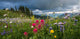 Wildflowers along the Edge of Paradise Hiking Trail in Mount Rainier National Park photo print.