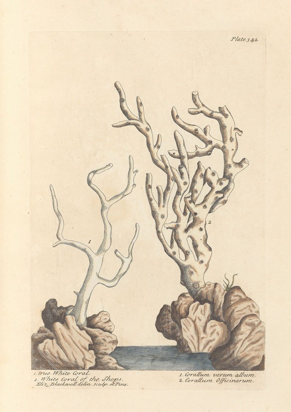 True White Coral Poster Print by Elizabeth Blackwell showcasing marine life.