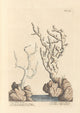 True White Coral Poster Print by Elizabeth Blackwell showcasing marine life.