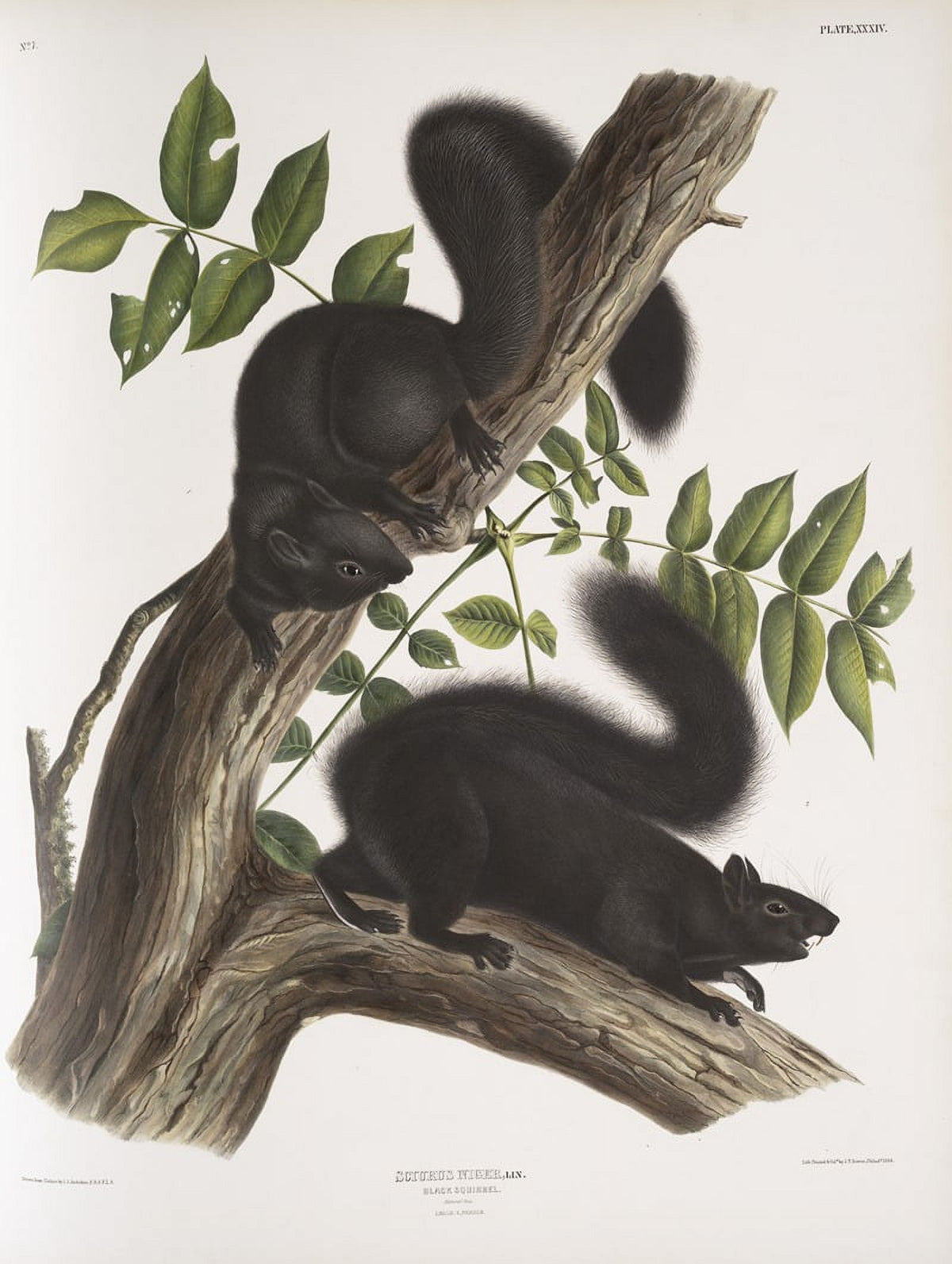 Sciurus niger Black Squirrel poster print by John Woodhouse Audubon, featuring male and female squirrels.