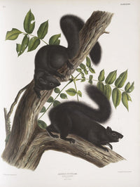 Sciurus niger Black Squirrel poster print by John Woodhouse Audubon, featuring male and female squirrels.