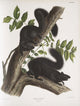 Sciurus niger Black Squirrel poster print by John Woodhouse Audubon, featuring male and female squirrels.