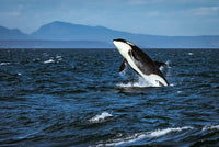 Southern Resident Killer Whale breaching in Straight of Juan de Fuca photo print.