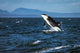 Southern Resident Killer Whale breaching in Straight of Juan de Fuca photo print.