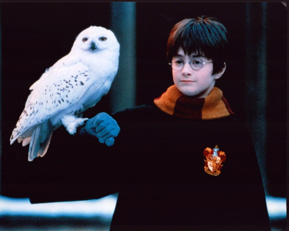 Daniel Radcliffe as Harry Potter with Hedwig photo print