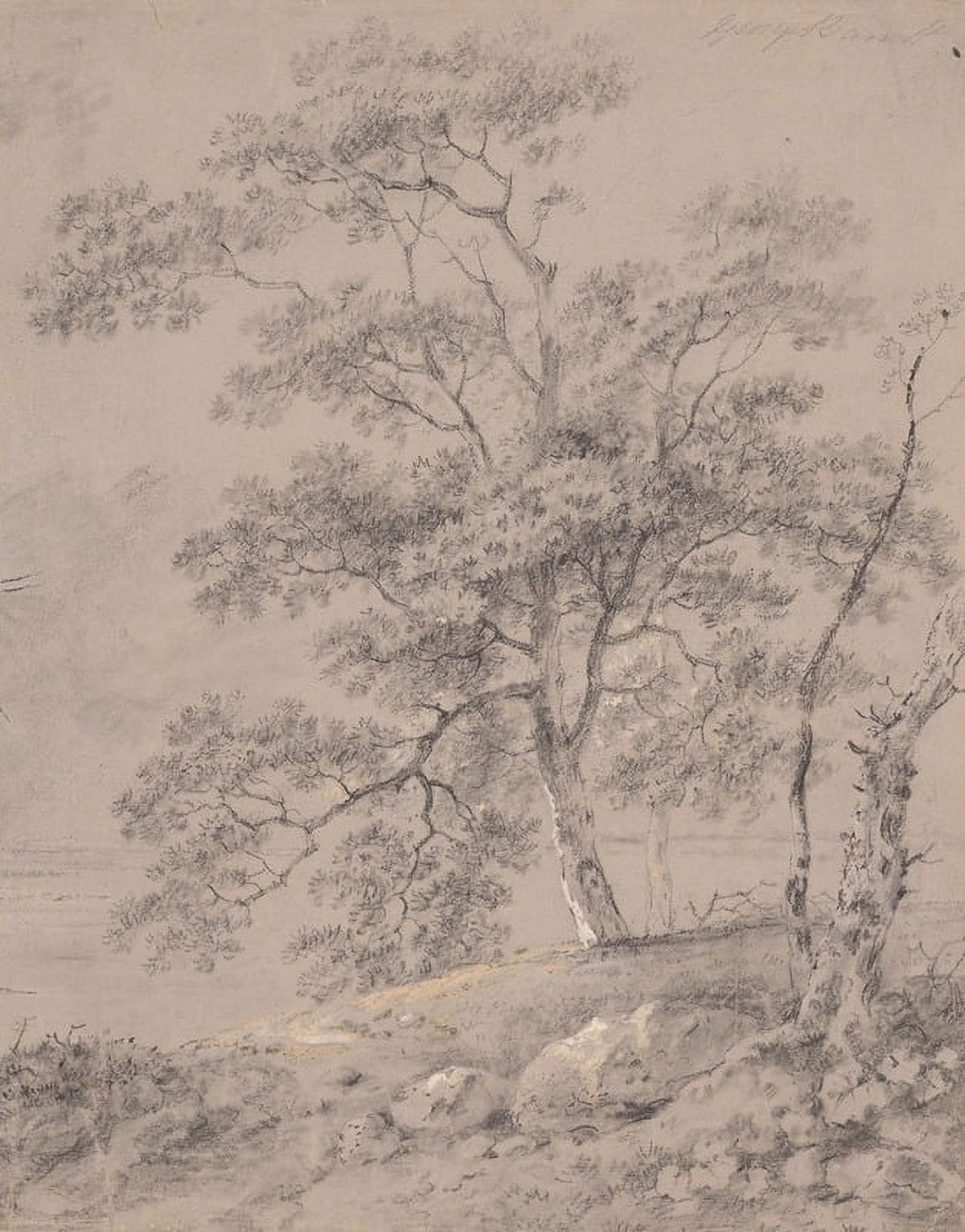 Tree Study Fine Art Print by George Barret showcasing intricate details of trees.