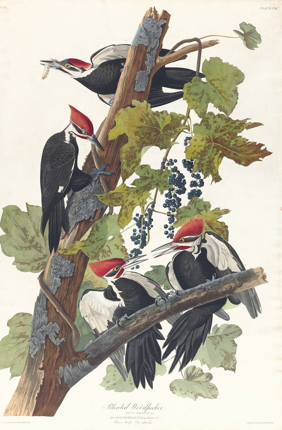 Pileated Woodpecker Art Print by John James Audubon, showcasing detailed wildlife illustration.
