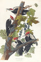 Pileated Woodpecker Art Print by John James Audubon, showcasing detailed wildlife illustration.