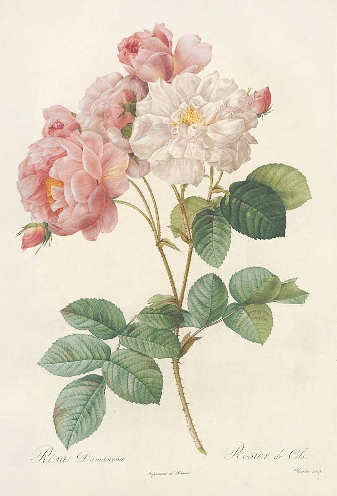 Rosa Damascena floral poster print by Pierre Joseph Redouté
