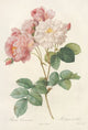 Rosa Damascena floral poster print by Pierre Joseph Redouté