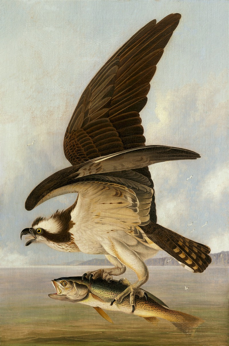 Osprey and Weakfish Art Print by John James Audubon - 18x24