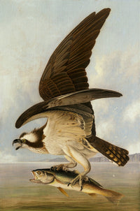 Osprey and Weakfish Art Print by John James Audubon - 18x24