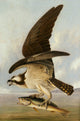 Osprey and Weakfish Art Print by John James Audubon - 18x24