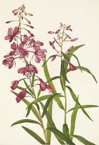 Fireweed (Epilobium angustifolium) poster print by Mary Vaux Walcott, 18x24 inches.