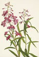 Fireweed (Epilobium angustifolium) poster print by Mary Vaux Walcott, 18x24 inches.