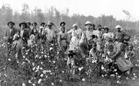 Cotton Planter & Pickers C1908 vintage poster print featuring a plantation owner and workers in a field.