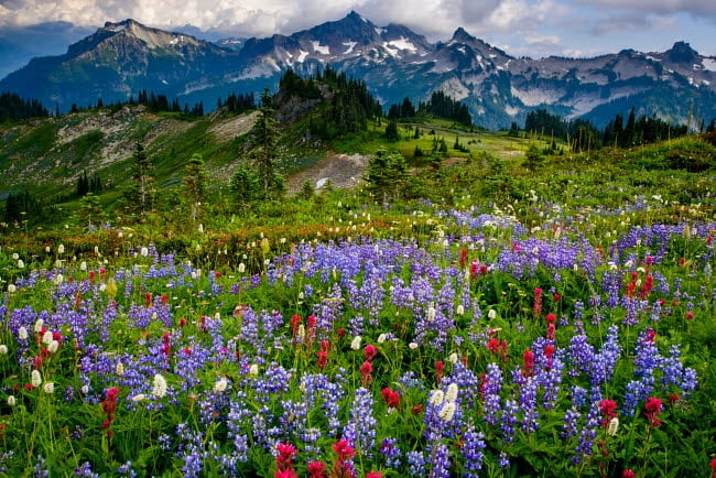Mount Rainier National Park wildflowers photo print