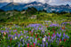 Mount Rainier National Park wildflowers photo print